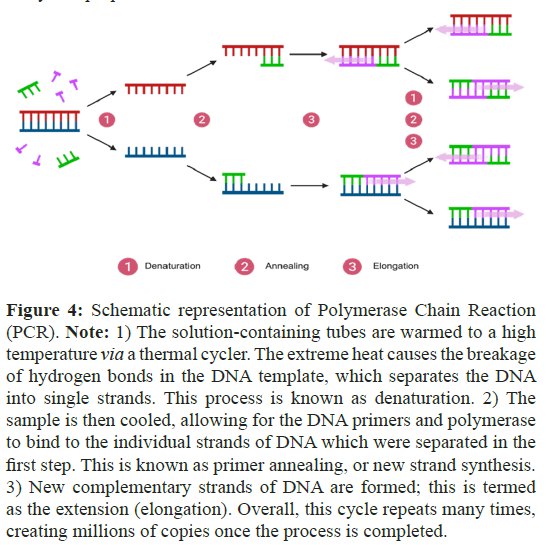 diagnoistic-biomedical-strands