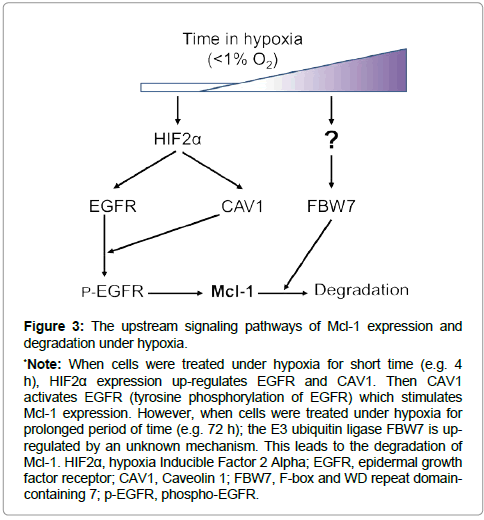 clinical-oncology-degradation-hypoxia