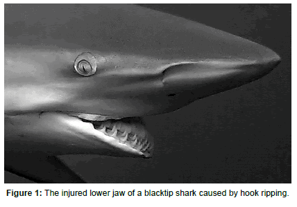 Characterization of Blacktip Shark Feeding Apparatus Injuries Due to Hook  Ripping