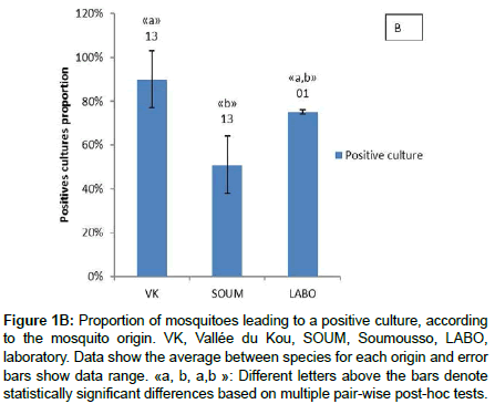 vector-biology-mosquito-origin