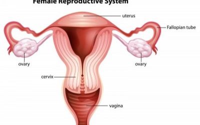 Short Communication: The Use 
of Different Models of Female 
Reproductive Status in Human Performance Research; with a Specific Focus on Muscle 
Strength