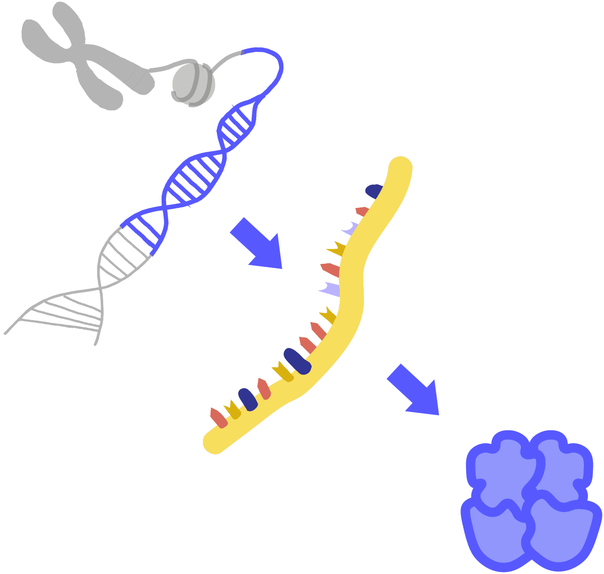 Solutions for Gene Expression Analysis and Genotyping