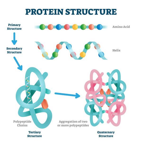 Alpha Fold Provides a Highly Accurate Prediction of Protein Structure