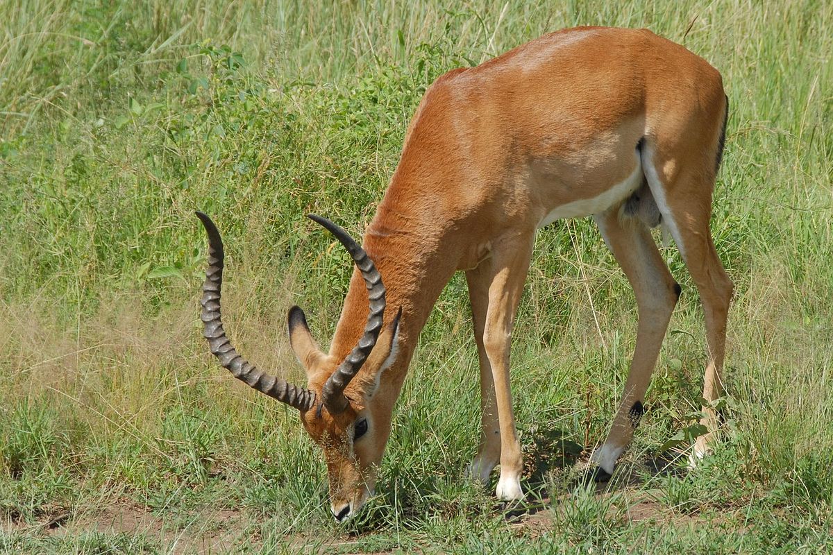 Influence of Impala (Aepyceros melampus) Dung Midden on Grass Species Composition and Soil Chemical Properties in Nyakasanga Hunting Area, Zimbabwe