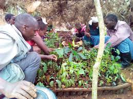 The Rural-Urban Diversity in Community Participation in Forest Management in Kenya