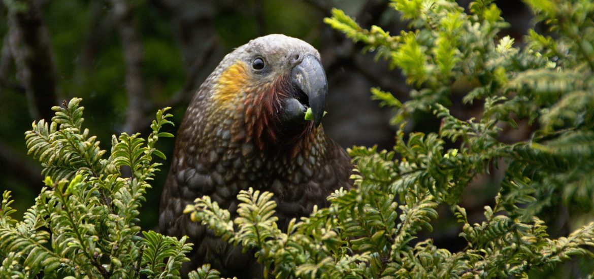 Diversity of threatened medicinal plants