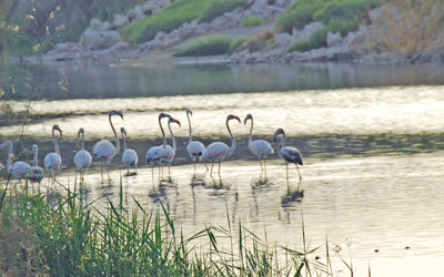 Abundance and Temporal Patterns in Wetland Birds in and Around Lake Zeway, Ethiopia