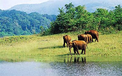 Impact of Small-Scale Logging in Semi Deciduous Forest of Togo (West Africa)