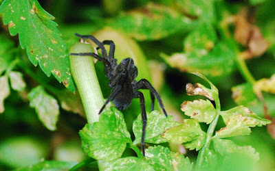 Influence of Agriculture on Diversity and Abundance of Macroscopic Ground Crawling Terrestrial Arthropods in Mweka, Kilimanjaro