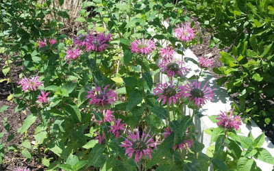 Notes on Thalictrum L. (Ranunculaceae) from Indian Himalayas with some Ethnobotanical Uses