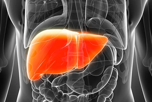 Short communication on Lobes of Liver