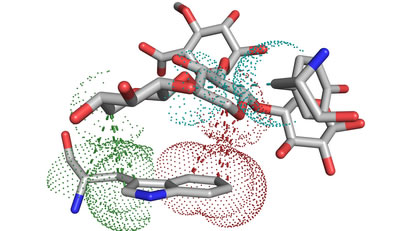 Xylan Degrading Enzymes from Fungal Sources