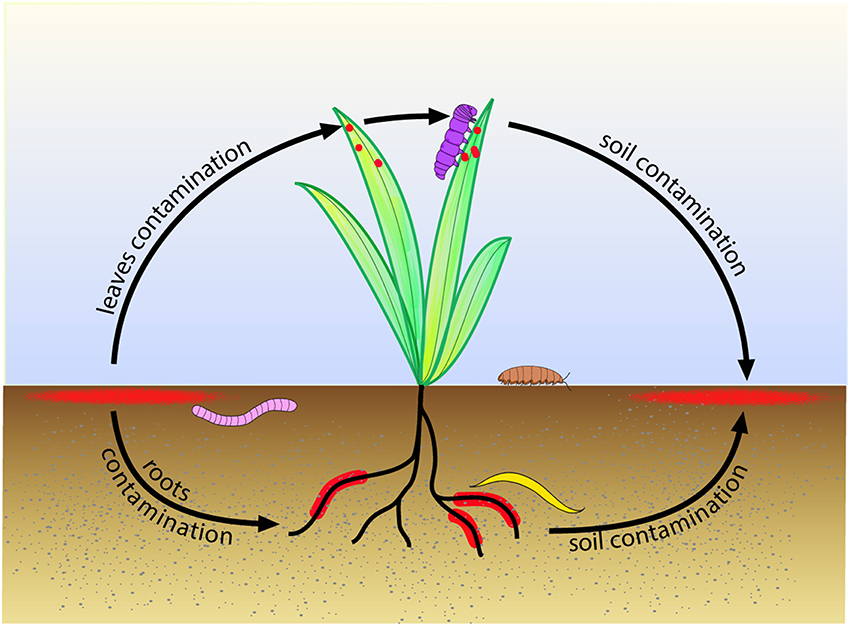 Minor Differences in the Proteome of Bacillus subtilis and Bacillus mojavensis Based upon High Abundance/ Conserved Protein Mass
Spectra; Implications for Rapid, Improved Identification of Two Pathogen Genetically Closely Related