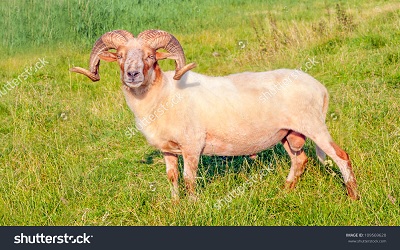 Flow-Cytometric Analysis of Testicular Germ Cell Populations in Rams (Ovis Aries)