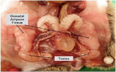 Diagnostic Enzyme Aided Assessment of Cytotoxicity Induced by an Acute Dose of Clenbuterol in Mice Tissues